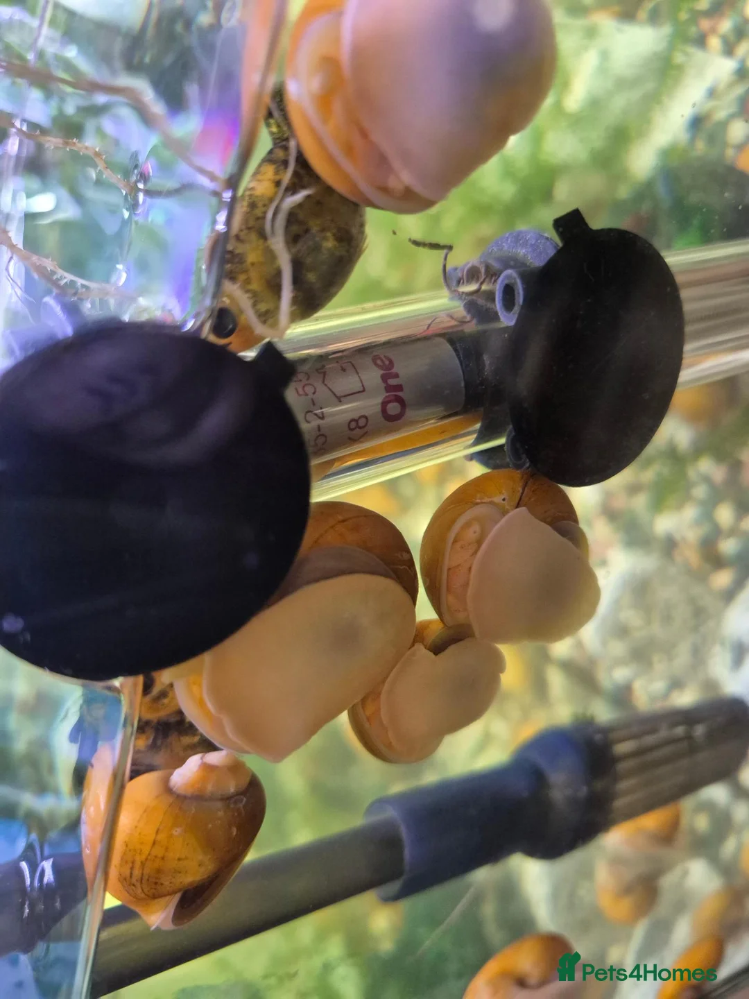 Snails fish for sale: Apple snails - Advert 2