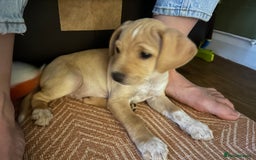 Cocker Spaniel dogs for sale: REDUCED, 2 LEFT. READY NOW! Cocker Spaniel mix - Image 13