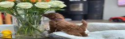 Toy Poodle dogs for sale: ✨ READY TO GO TO LOVING HOME ✨ - Advert 7