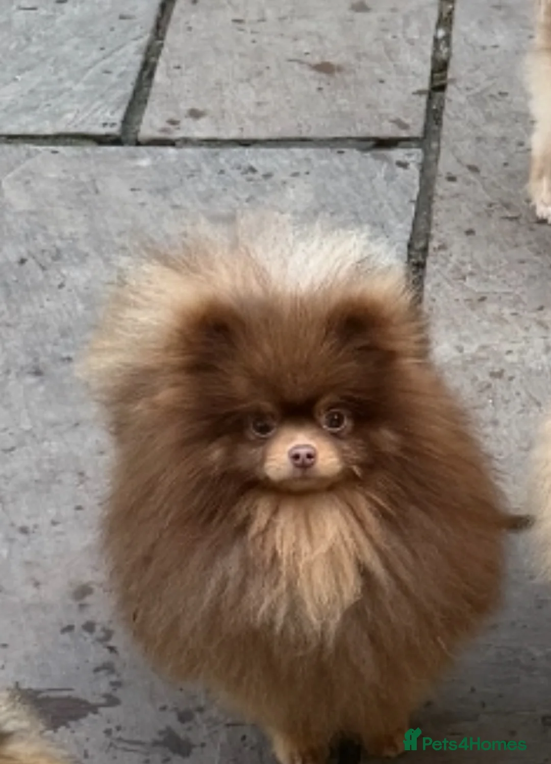 Pomeranian dogs for stud: Outstanding Choc Tan Boy kc 🔥 in Pontefract - Advert 9