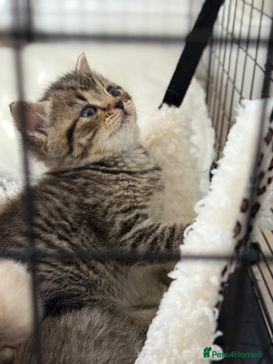 Mixed Breed cats for sale: Half Ragdoll, Half British Shorthairs  - Image 8