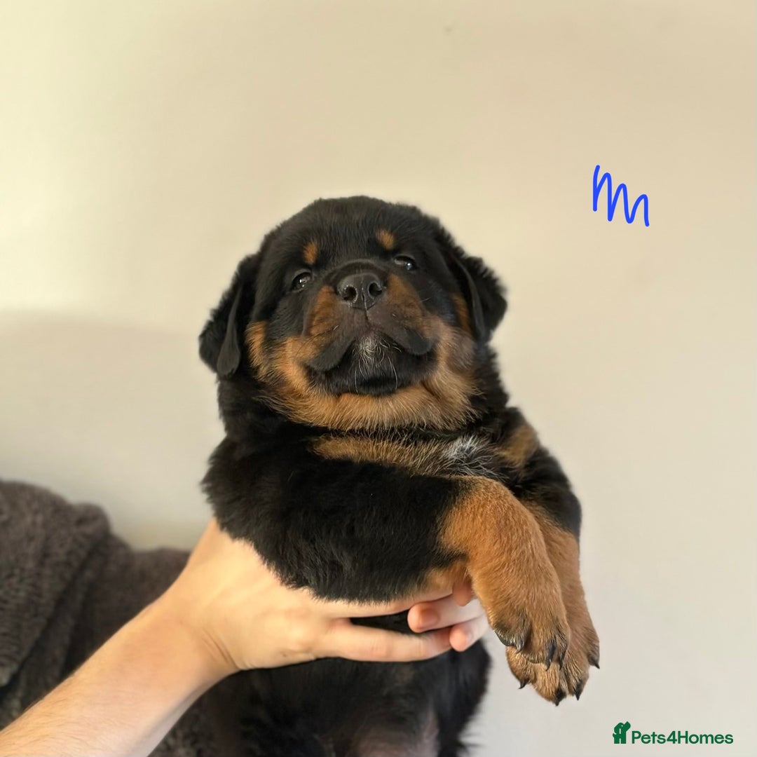 Rottweiler dogs for sale: 4 Gorgeous Rottweiler Puppies - Advert 22