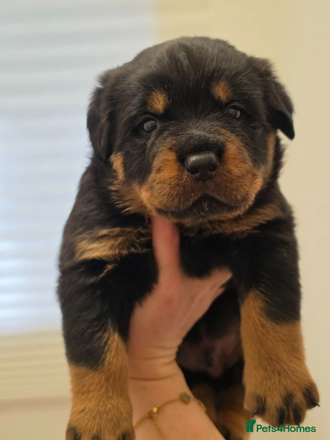 Rottweiler dogs for sale: Beautiful KC Rottweiler puppies. 2 boys, 4 girls in Brierley Hill - Advert 1