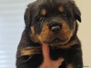 Rottweiler dogs Beautiful KC Rottweiler puppies. 2 boys, 4 girls - Advert 1