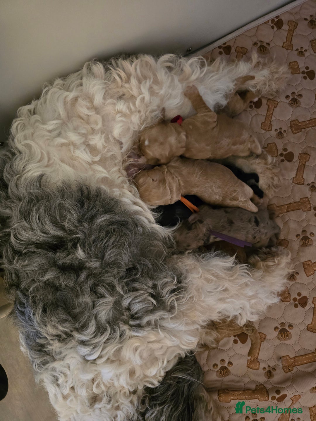 Cavapoo dogs for sale: Cavapoo F1B pups licensed Breeder/health tested  - Image 26