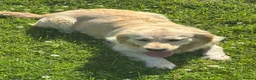 Golden Retriever dogs for sale: 2 year old golden Retreiver female  - Advert 5