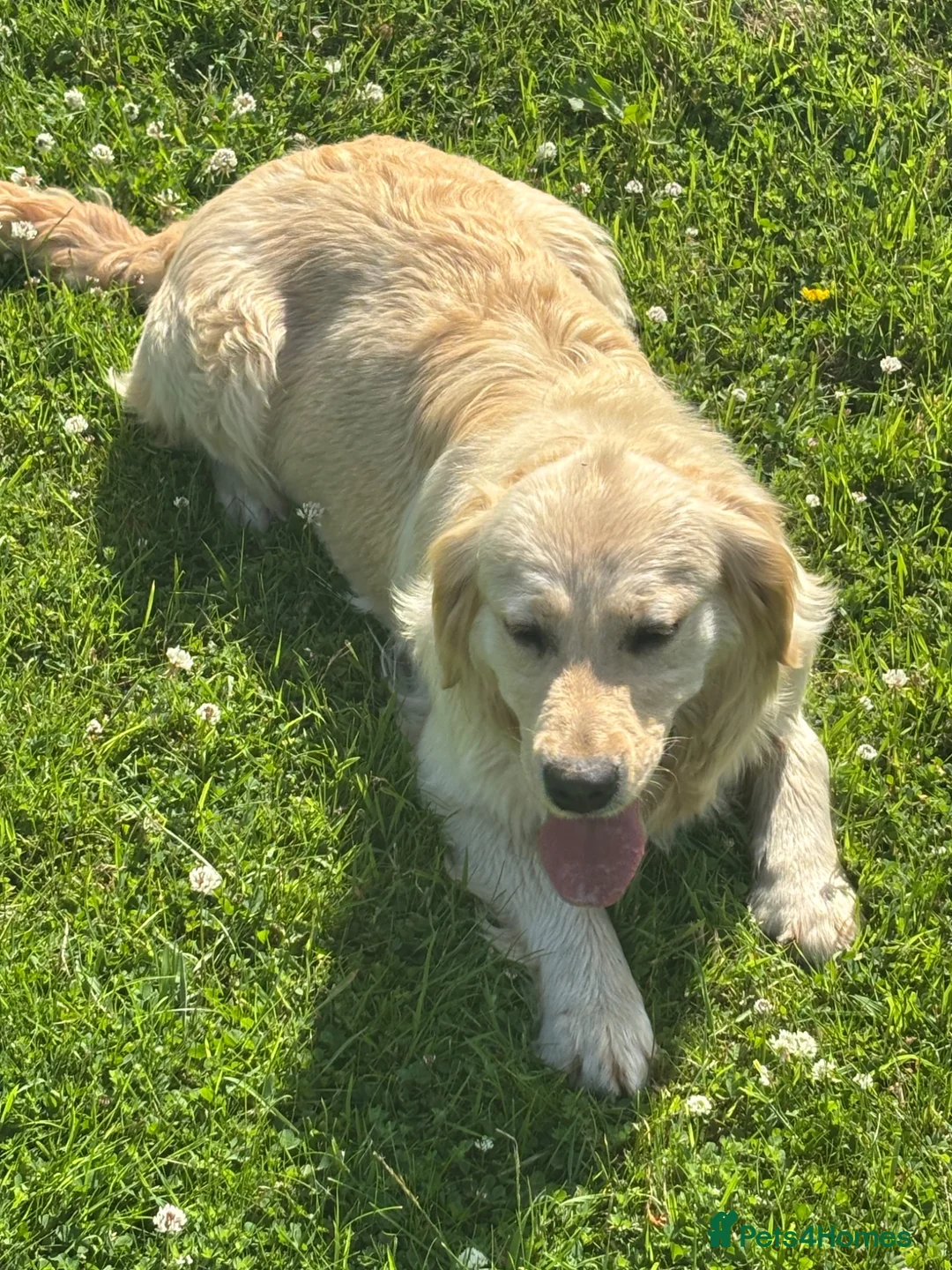 Golden Retriever dogs for sale: 2 year old golden Retreiver female  - Advert 5