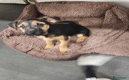 Border Terrier dogs for sale: Border terrier x  - Image 3