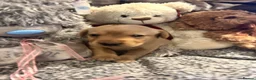 Labrador Retriever dogs for sale: Beautiful fox red/yellow lab puppies  - Advert 5