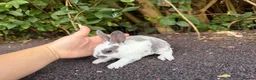 Rex rabbits for sale: 3 x stunning mini rex babies for reserve  - Advert 11