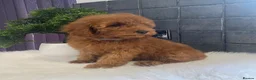 Miniature Poodle dogs for sale: Stunning Red Minature Poodle Boy  - Advert 7