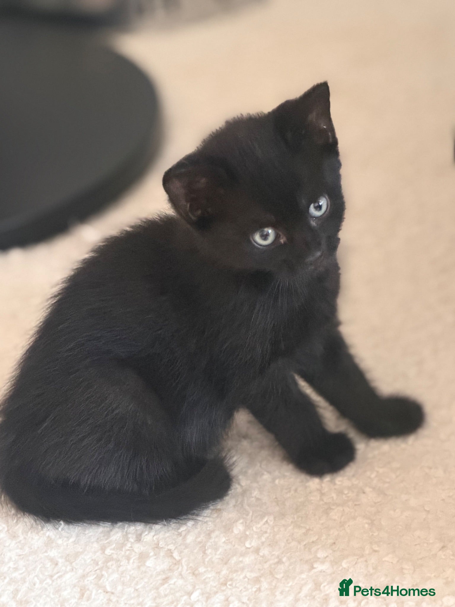 Mixed Breed cats 2 remaining kittens- £120 each or £220 for both  - Advert 1