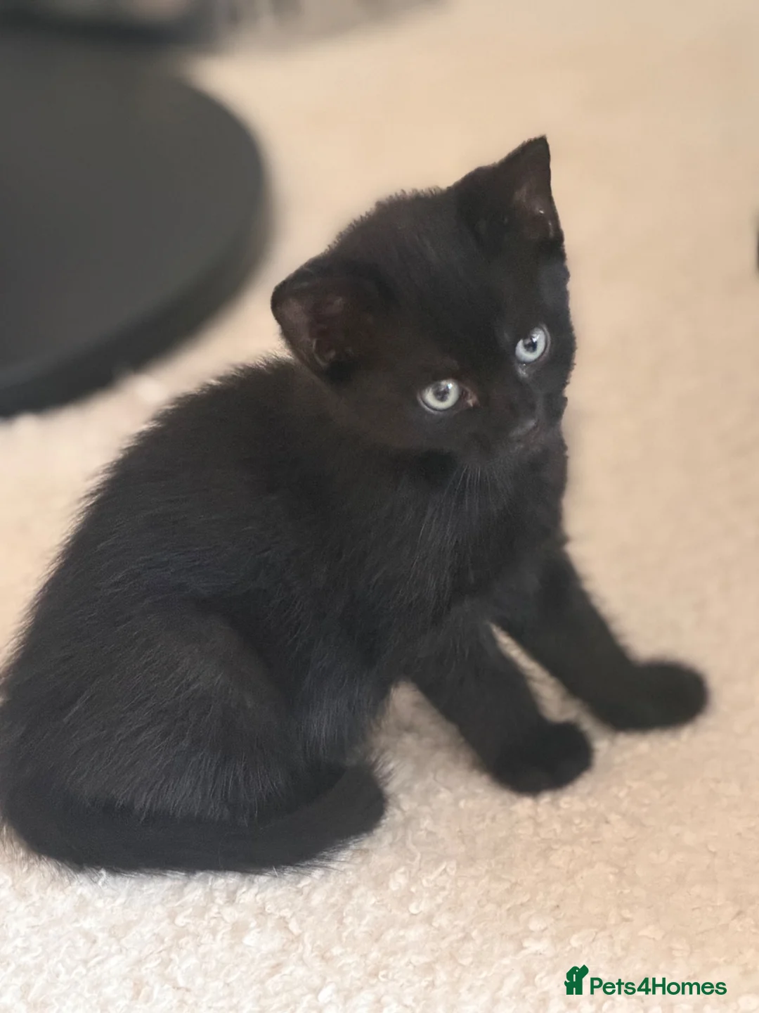 Mixed Breed cats for sale: 2 remaining kittens- £120 each or £220 for both  - Advert 1