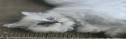 Ragdoll cats for sale: 2 Stunning TICA Ragdoll Boys  - Advert 7