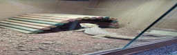 Bearded Dragon reptiles for sale: Juvenile Bearded Dragon & Full Set Up - Advert 5
