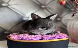 Netherland Dwarf rabbits for sale: 3month old babies Netherland dwarfs 5* homes - Image 3