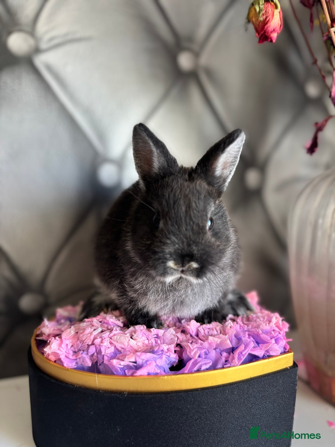 Netherland Dwarf rabbits for sale: 3month old babies Netherland dwarfs 5* homes - Image 3