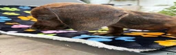 Dachshund dogs for sale: Dachshund Puppies ready for their forever homes - Advert 26