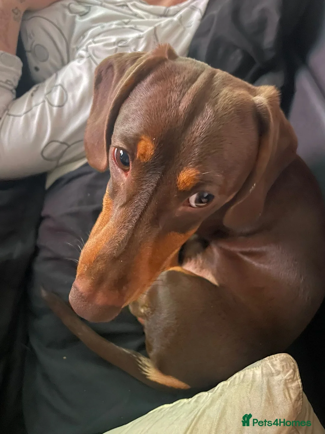 Miniature Dachshund dogs for sale: Chester & Bean - bonded pair  in Stroud - Advert 2