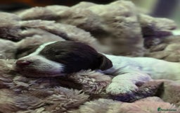 Cockapoo dogs for sale: ✨ Beautiful F2 Multi-Gen Cockapoo Puppies 4 Left - Image 18