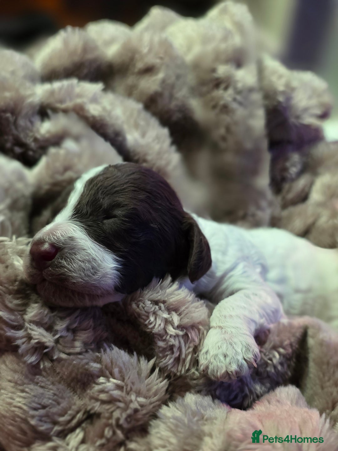 Cockapoo dogs for sale: ✨ Beautiful F2 Multi-Gen Cockapoo Puppies 4 Left - Image 18