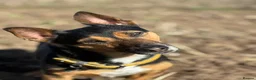 Mixed Breed dogs for sale: Sweetest ball obsessed boy  - Advert 2