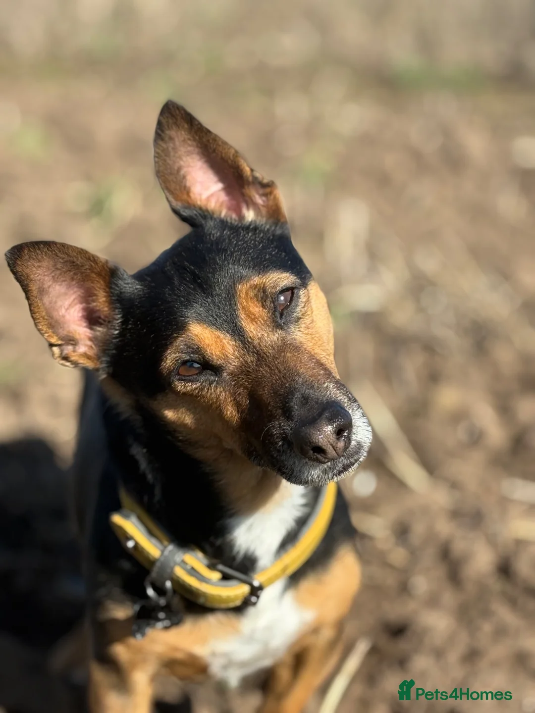 Mixed Breed dogs for sale: Sweetest ball obsessed boy  - Advert 2