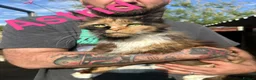 Maine Coon cats for sale: TICA Registered Maine Coon Kittens - Advert 2