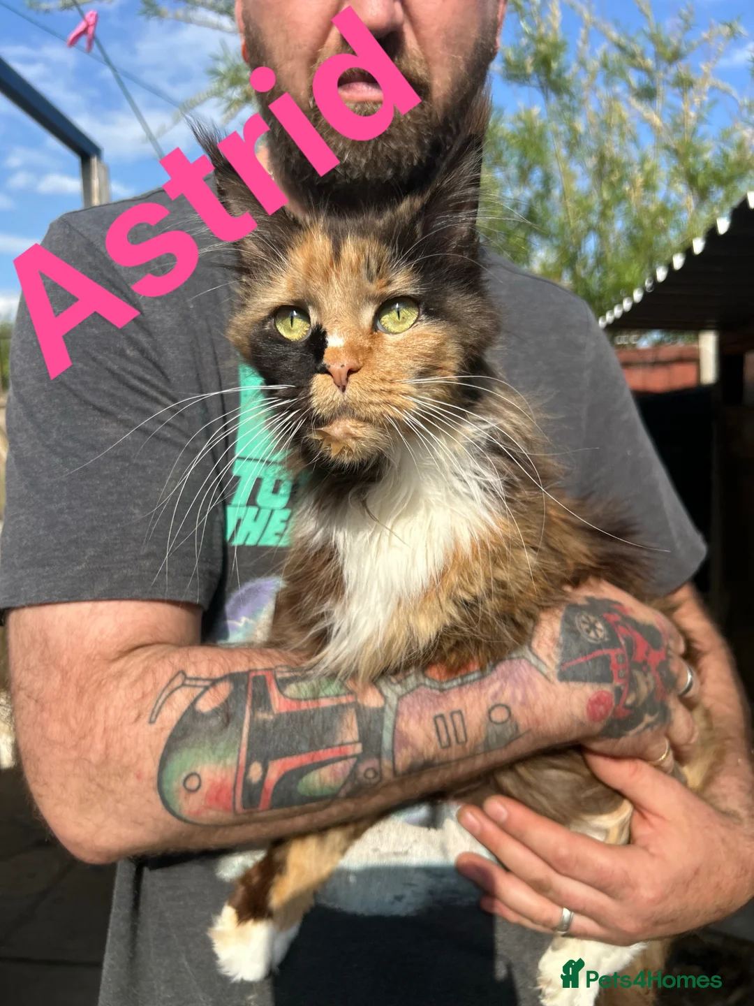 Maine Coon cats for sale: TICA Registered Maine Coon Kittens - Advert 2
