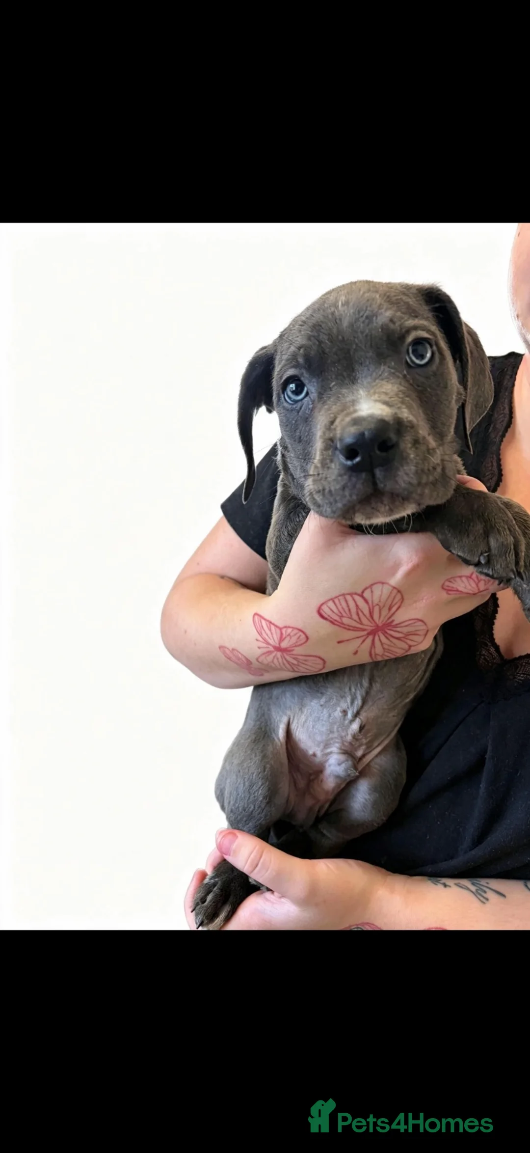 Cane Corso dogs for sale: 5 cane corso puppies ready to go  - Advert 6