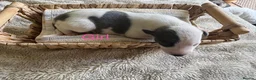 Whippet dogs for sale: 🐾 Beautiful KC Registered Whippet Puppies 🐾 in Aberdare - Advert 7