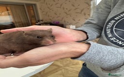 Hamster rodents for sale: Siberian hamster with homemade house - Advert 2