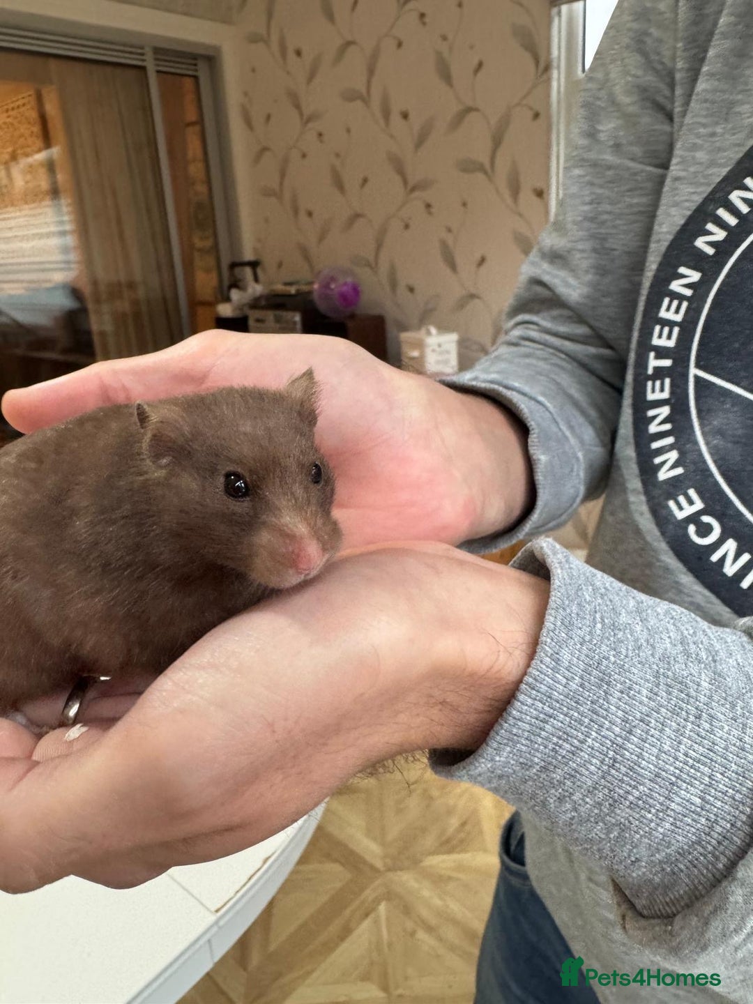 Hamster rodents for sale: Siberian hamster with homemade house - Advert 2