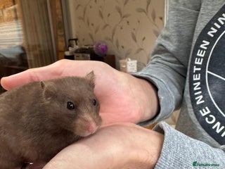 Hamster rodents Siberian hamster with homemade house in South Lond - Advert 1