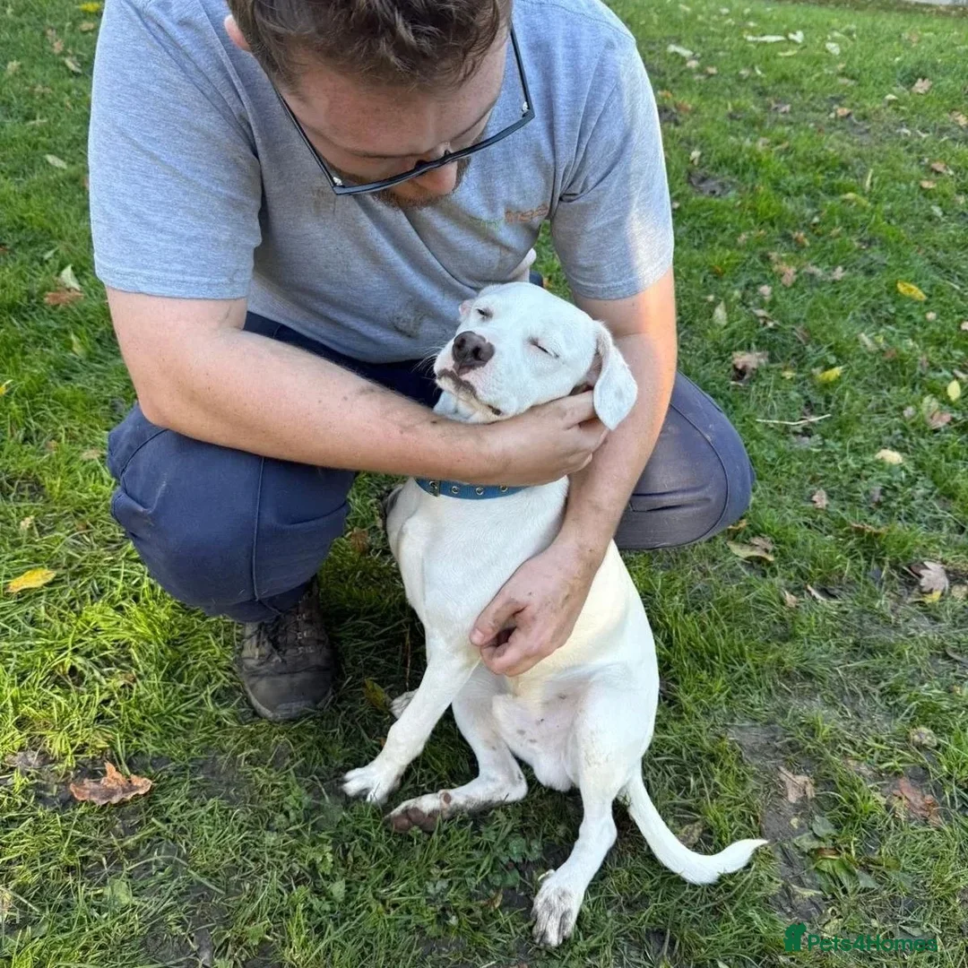 Mixed Breed dogs for adoption: Aspen (white beagle mix) - Advert 10