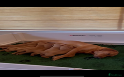 Labrador Retriever dogs for sale: Kc Registered Red Labradors - Image 11