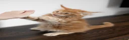 Maine Coon cats for sale: 5 Beautiful Russian Import Kittens TICA - Advert 4
