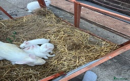 New Zealand rabbits for sale: New zealand white Baby rabbits 5weeksold  for sale - Image 6