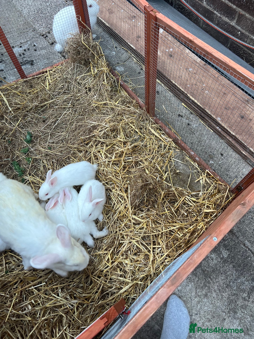 New Zealand rabbits for sale: New zealand white Baby rabbits 5weeksold  for sale - Image 6