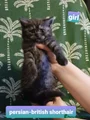 British Shorthair -persian girl