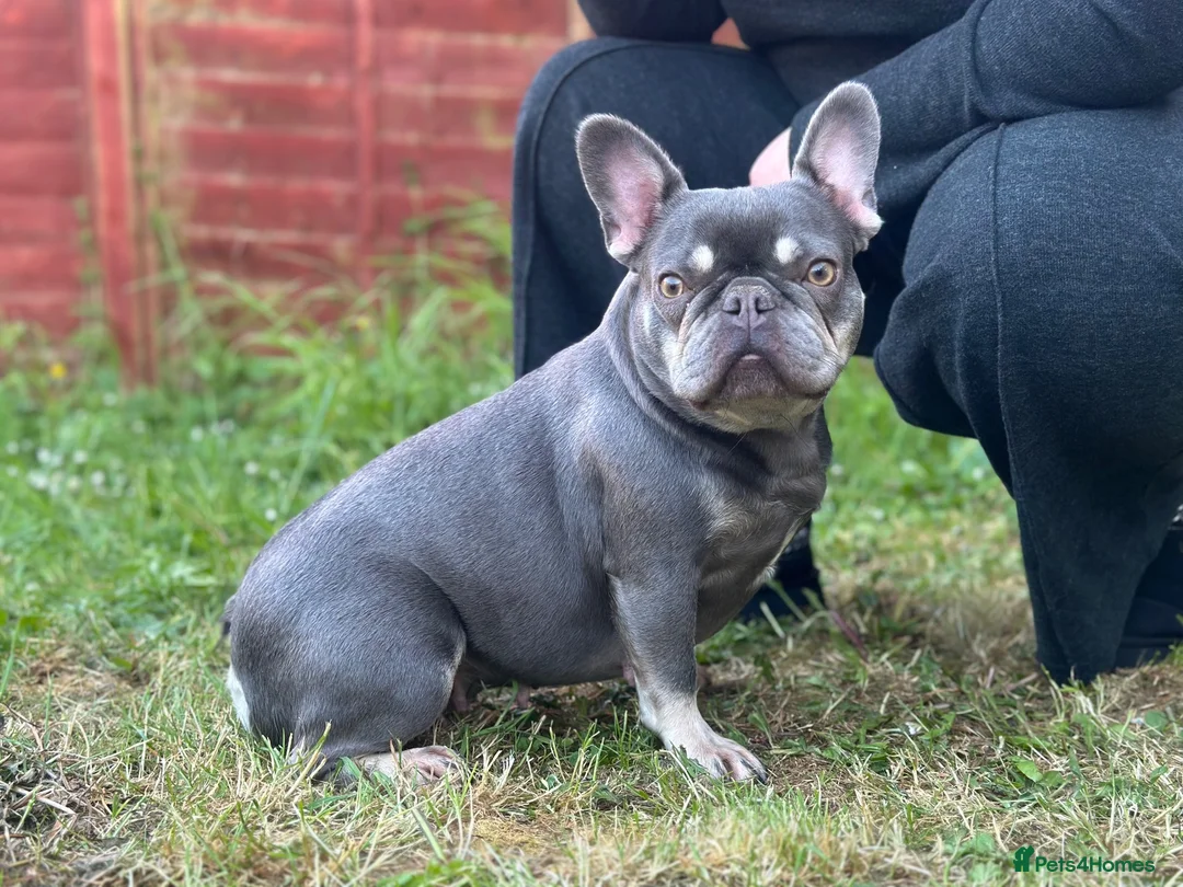 French Bulldog dogs for sale: Stunning litter of french bulldog pups !! - Advert 9