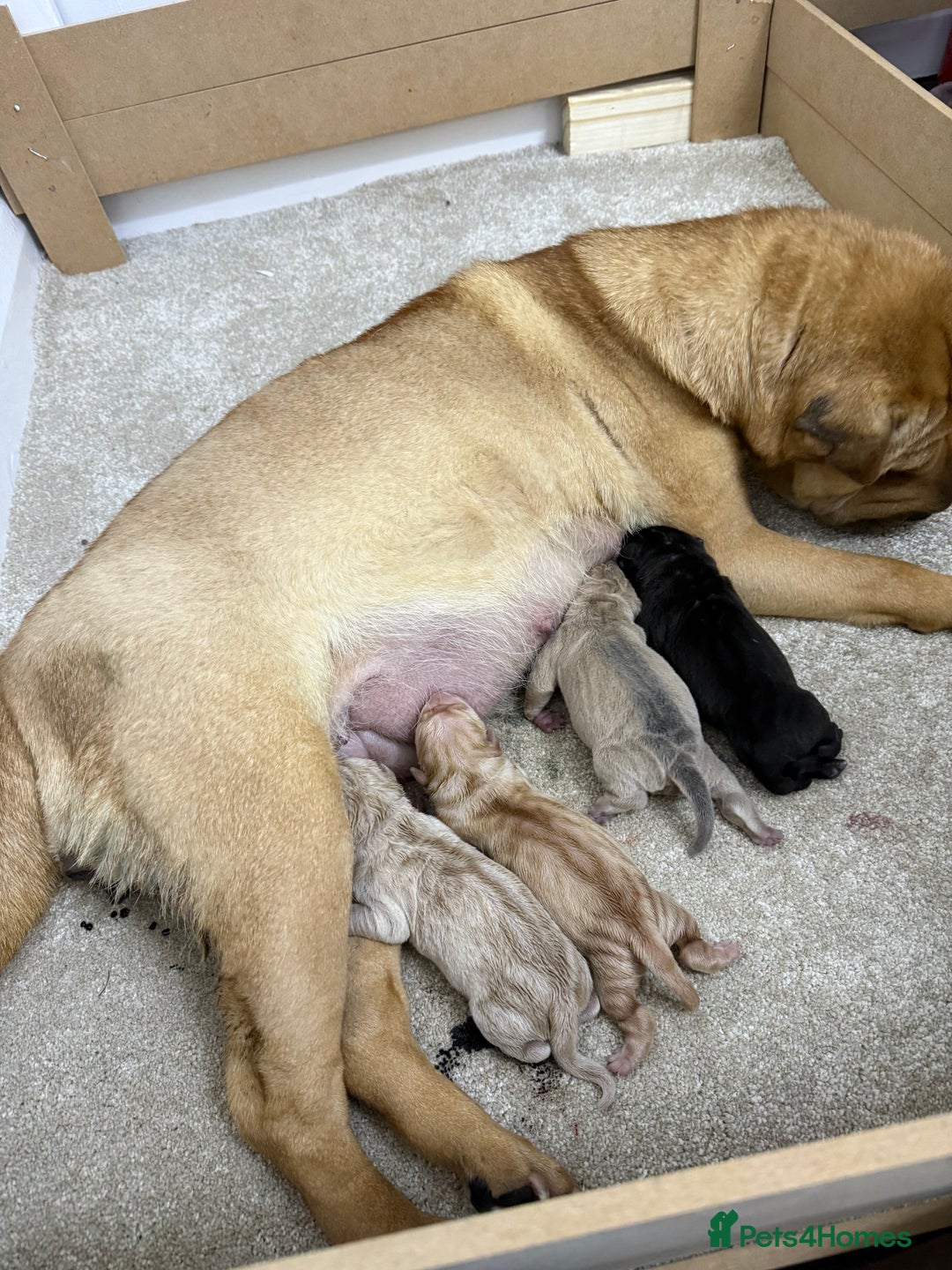 Shar Pei dogs for sale: Beautiful shar pei puppy’s 💜 - Advert 1