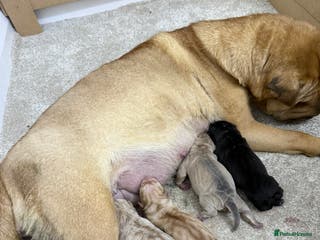 Shar Pei dogs Beautiful shar pei puppy’s 💜 - Advert 1