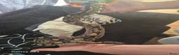 Python Snake reptiles for sale: Complete 4ft Vivexotic Stack & 4 Ball Pythons. in Chatham - Advert 8
