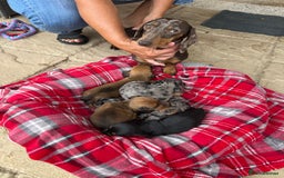 Miniature Dachshund dogs for sale: Male miniature dachshund puppies need homes❤️🐾 - Image 14