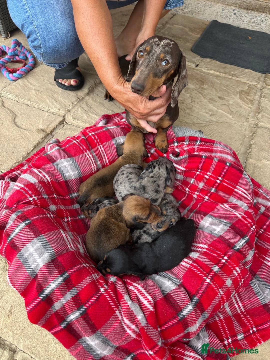 Miniature Dachshund dogs for sale: Male miniature dachshund puppies need homes❤️🐾 - Image 14