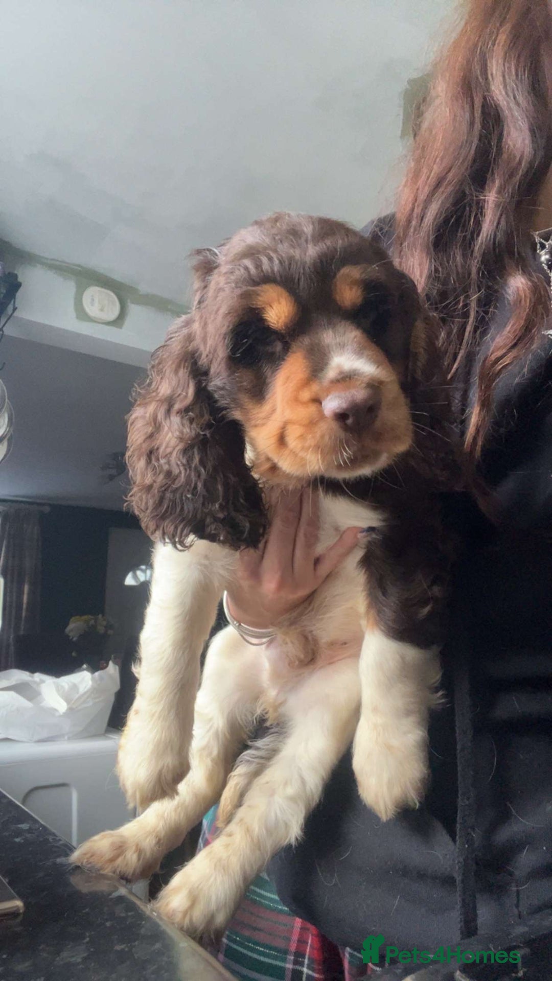 Cocker Spaniel dogs for sale: Chocolate Roan & Tan Cocker Spaniel Puppies - Advert 4