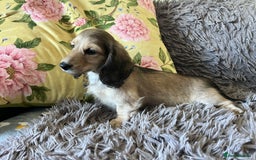 Miniature Dachshund dogs for sale: KCreg Mini Long Haired Dachshund LAST GIRL - Image 2