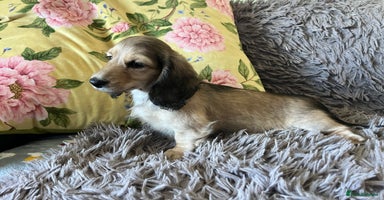 Miniature Dachshund dogs - Advert 8