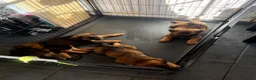 Mixed Breed dogs for sale: American Akita x Rottweiler puppys - Advert 5